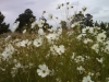 A Cold Wind (by Dave Senecal)